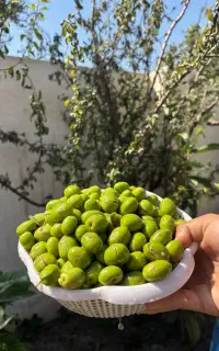زیتون سبز شکسته شده طارم