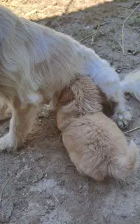 توله سگ شیتزو اصل