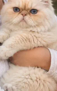 گربه پرشین سفید