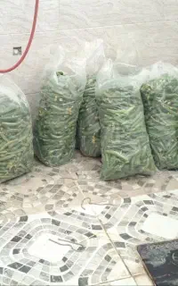 خیار قلمی برای خیارشور