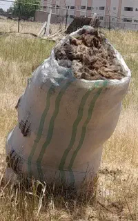 پشم گوسفند