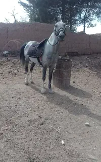 اسب فروشی