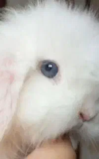 خرگوش های مینی لوپ عروسکی ازبهترین نژاد وارداتی