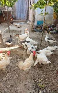 غاز محلی بالغ و جوجه 6 ماهه