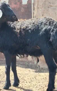 بره ماده قره قزل آنتیک