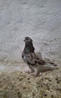 کفتر سرور ماده