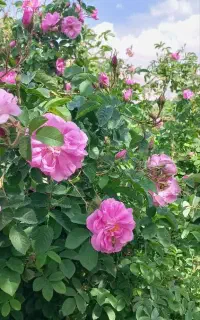گلاب فروشی سده برزک کاشان