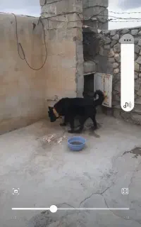 سلام واگذاری سگ ماده