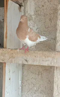 کبوتر رنگی پلاکی