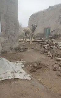 سگ عراقی 12ماهه