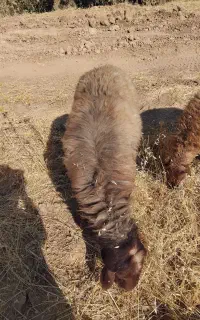 قوچ افشار