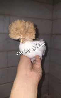 عرضه جوجه برهما سلطان لهستانی فول کیفیت سنین مختلف