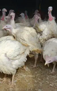 بوقلمون گوشتی