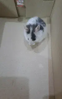 همستربامزه
