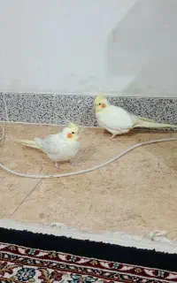 عروس هلندی
