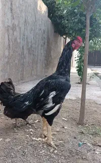 خروس لاری