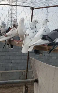 کبوتر پرشی