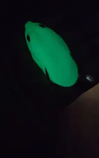 طعمه ماهیگیری قورباقه و لور