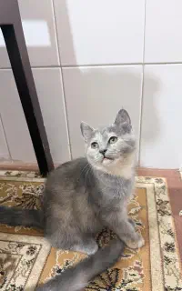 واگذاری بچه گربه