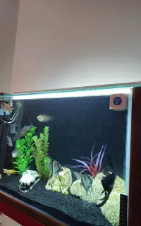 اکواریوم فول کامل تصفیه و پمپ هوا