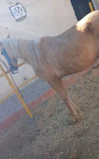 مادیان فوری فروشی