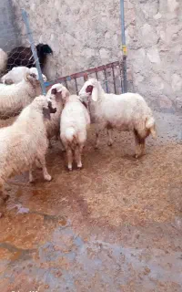 شیشک داشتی