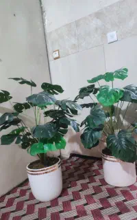 دوتا گلدان برگ انجیری در حد نو