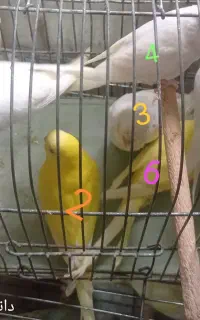 مرغ عشق خاص