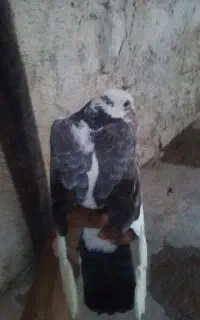کبوتر معاوضه