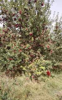 چیدن سیب
