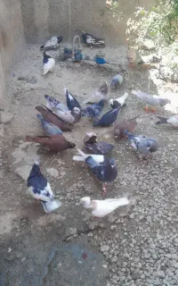 سلام خدمت دوستان  ۷۰ کفتر از ۱۵۰  تا ۳۰۰ جدا کنی