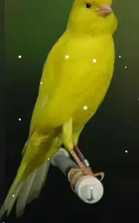 قناری
