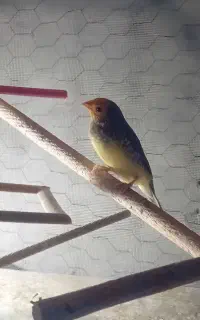 فنچ ستاره  ای نره معاوضه  با ماده