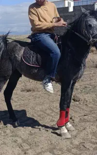 اسب نژاد کورد