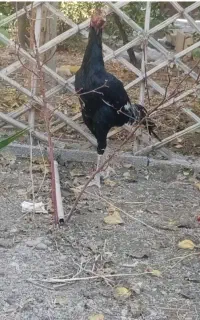 خروس