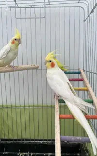 یک جفت عروس کاملا دستی