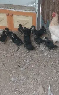 فروص مرغ و خروس و جوجه و تخم مرغ استرالوپ