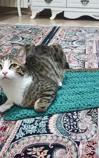 واگذاری گربه