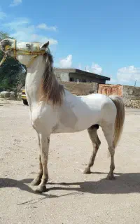 اسب نر سفید