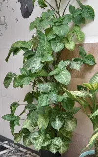 گل برگ خرگوشی یا سینگونیوم