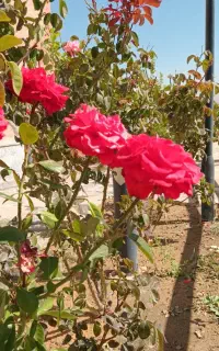 فروشگاه شیکو