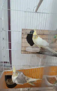 عروس هلندی