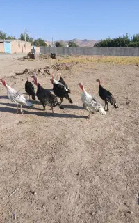 بوقلمون ۷ ماهه