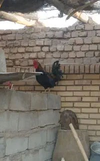 خروس سیاه