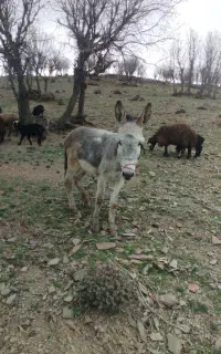 کره مری فروشی دوسال نیوه