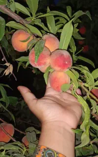 نگهداری و رسیدگی