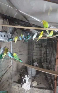 پانزده جفت مرغ عشق
