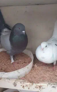 کبوتر جفت