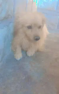 سگ اشپیتز پامر