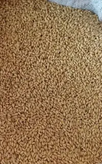 بذر گندم دیمه